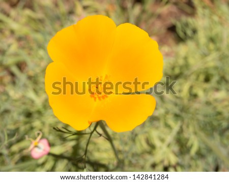 Eschscholzia californica is a species of flowering plant in the family Papaveraceae, native to the United States and Mexico, and the official state flower of California.