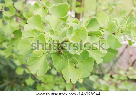 Ginkgo biloba leaves are unique among seed plants, being fan-shaped with veins radiating out into the leaf blade
