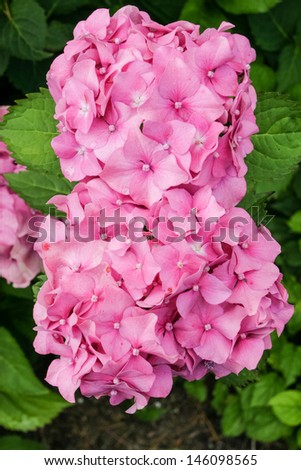 Hydrangea macrophylla is a species of flowering plant in the family Hydrangeaceae, native to China and Japan.