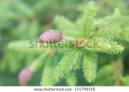 White fir (Abies concolor) is a fir native to the mountains of western North America