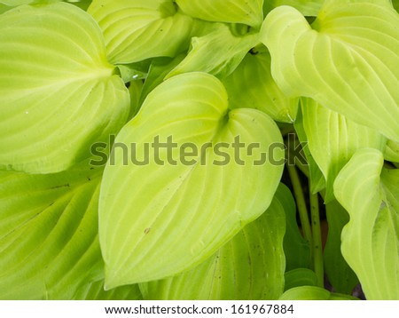 Plantain Lily (Hosta plantaginea) has elegant and attractive light green glossy foliage.