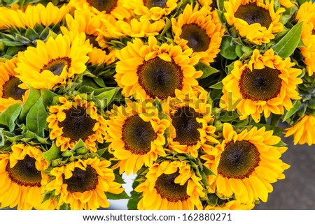 Buckets of yellow sunflowers for sale at local farmers market
