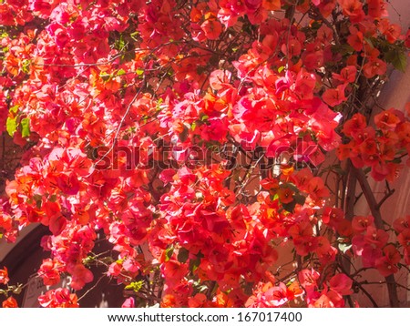 Flame red bougainvillea vine growing on a house in Rome, Italy