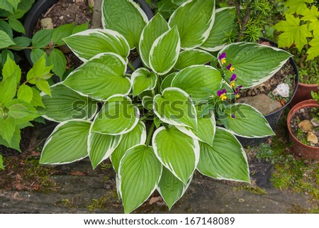 Hostas are widely cultivated as shade-tolerant foliage plants.