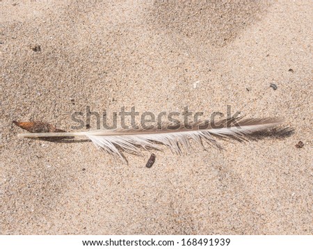 Single feather left in fine sand on a beach.