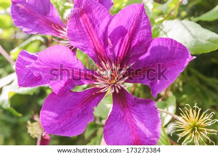 This vigorous variety has violet-purple  flowers and reddish stamens.