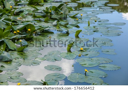 Yellow Water-lily (Nuphar lutea) is an aquatic plant of the family Nymphaeaceae, native to temperate regions of Europe, northwest Africa, and western Asia.