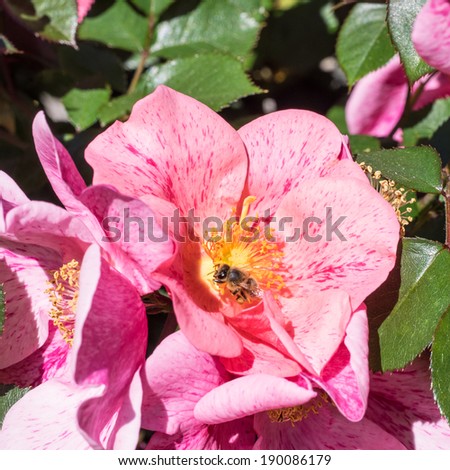 California wild rose, is a species of rose native to the U.S. states of California and Oregon and the northern part of Baja California, Mexico.