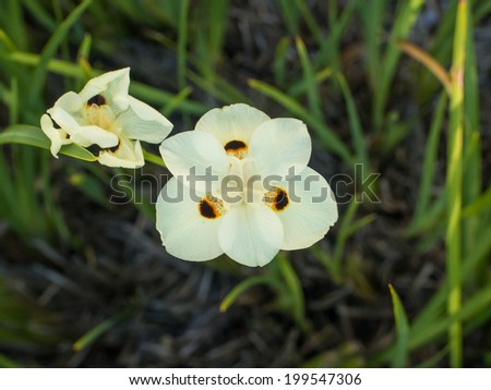 Dietes bicolor (variously known as Bicolor iris or Wild Yellow Iris) is a clump-forming rhizomatous perennial plant with long sword-like pale-green leaves
