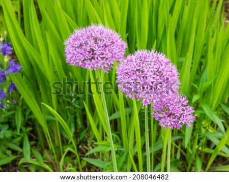 Allium giganteum is a perennial bulbous plant of the onion genus, used as a flowering garden plant