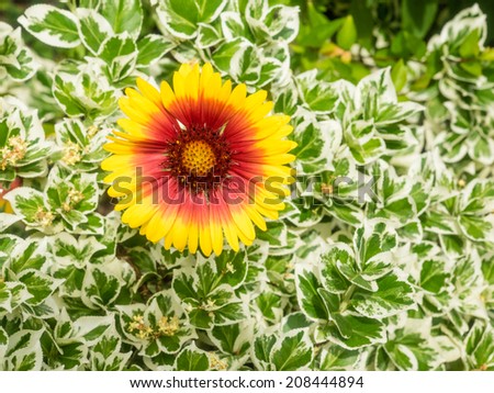 Gaillardia, the blanket flowers, is a genus of flowering plants in the sunflower family.