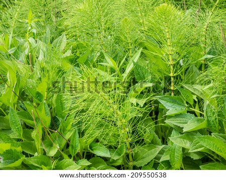 Equisetum arvense is a herbaceous perennial plant, native throughout the arctic and temperate regions of the northern hemisphere.