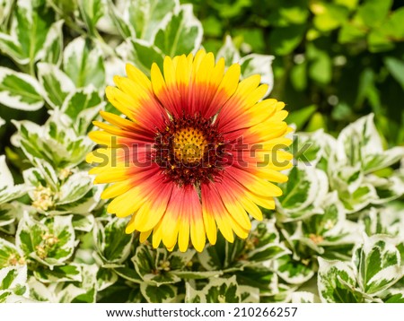 Gaillardia, the blanket flowers, is a genus of flowering plants in the sunflower family.