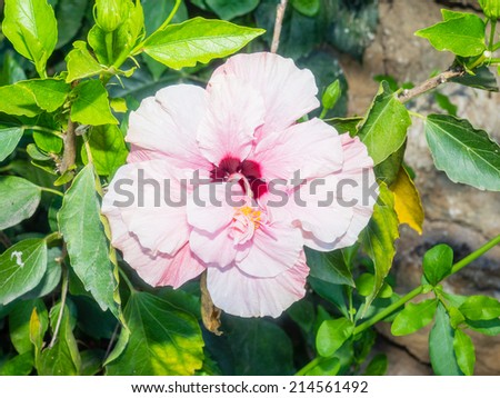 Rose of Sharon (Hibiscus syriacus) is a species of flowering plant in the family Malvaceae, native to much of Asia.