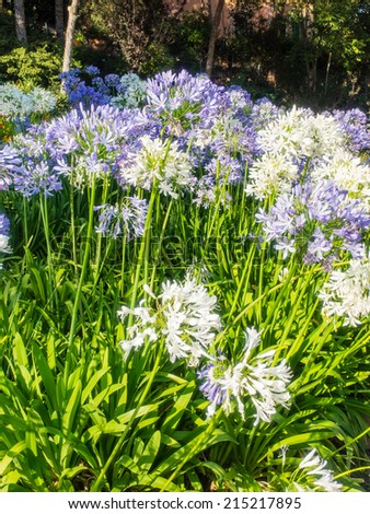 Agapanthus africanus (African lily) is a native of the Cape of Good Hope in South Africa