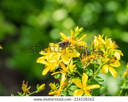 Hypericum perforatum, also known as St John\'s wort, is a flowering plant species of the genus Hypericum and a medicinal herb that is sold over-the-counter as a treatment for depression