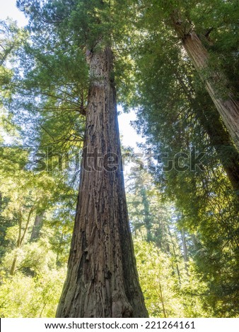 Big Basin Redwoods State Park is home to the largest continuous stand of ancient Coast Redwoods south of San Francisco.
