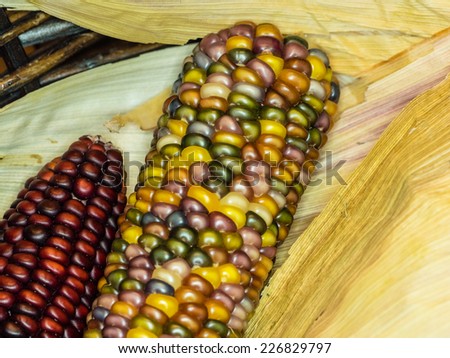 Flint corn (Zea mays indurata) has a hard outer layer to protect the soft endosperm.