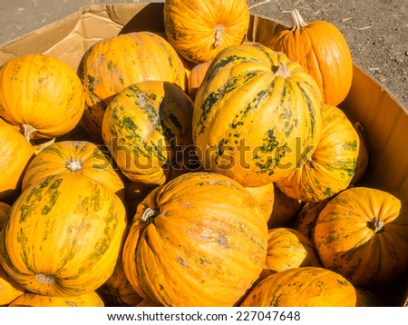 Kakai pumpkin has a very unusual coloring, and an even more unusual treat inside. It is orange in color with dark green ribs. The shell is quite hard and fairly smooth.