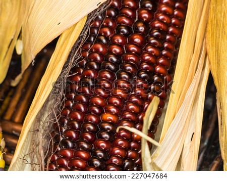 Flint corn (Zea mays indurata) has a hard outer layer to protect the soft endosperm.