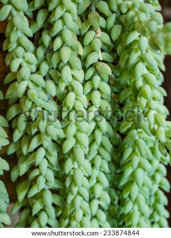 Sedum morganianum is a species of flowering plant in the family Crassulaceae, native to southern Mexico and Honduras.