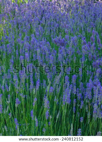 Lavandula angustifolia is a flowering plant in the family Lamiaceae, native to the western Mediterranean, primarily the Pyrenees and other mountains in northern Spain.