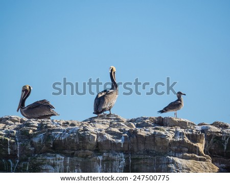Colony of Brown pelicans (Pelecanus occidentalis) in Natural Bridges State Beach, Santa Cruz, CA