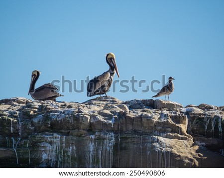 Colony of Brown pelicans (Pelecanus occidentalis) in Natural Bridges State Beach, Santa Cruz, CA