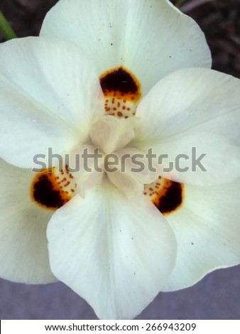 African iris (Dietes bicolor) is a clump-forming rhizomatous perennial plant with long sword-like pale-green leaves, growing from multiple fans at the base of the clump.
