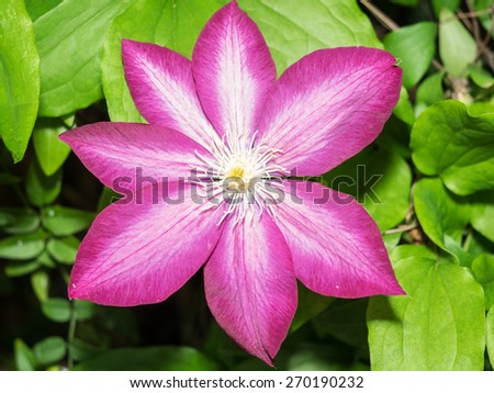 Clematis 'Pink Champagne' has vivid purple-red or deep pink flowers with a paler mauve central bar and contrasting, creamy-yellow anthers.
