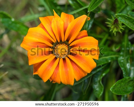 Treasure Flower (Gazania rigens) is a species of flowering plant in the family Asteraceae, native to southern Africa.