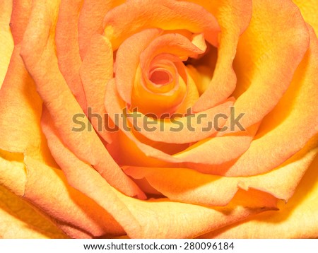 Beautiful single orange long stem rose flower closeup