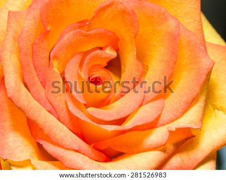 Beautiful single orange long stem rose flower closeup