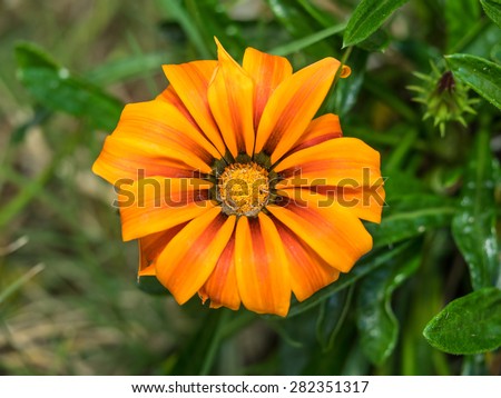 Treasure Flower (Gazania rigens) is a species of flowering plant in the family Asteraceae, native to southern Africa.