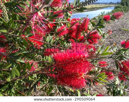 Crimson Bottlebrush (Callistemon citrinus) is a shrub in the family Myrtaceae. It is native to south-eastern Australia.
