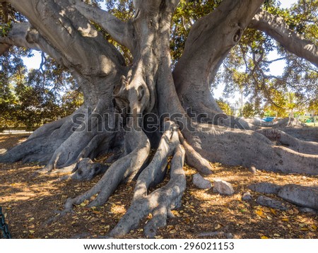 Santa Barbara\'s Moreton Bay Fig Tree located in Santa Barbara, California is believed to be the largest Ficus macrophylla in the United States.