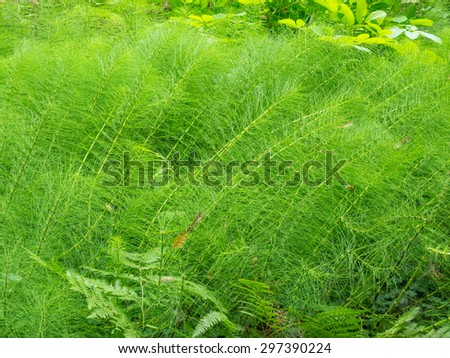 Northern giant horsetail (Equisetum telmateia) is a herbaceous perennial plant, with separate green photosynthetic sterile stems, and pale yellowish non-photosynthetic spore-bearing fertile stems.