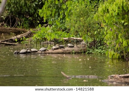 Several side-necked turtles (Podocnemis sp.) on log in Lake Sandoval, Peru