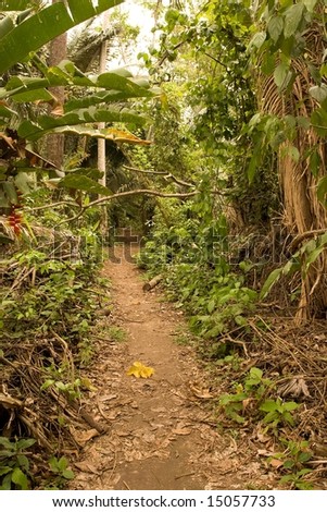 Peruvian Amazon jungle walk