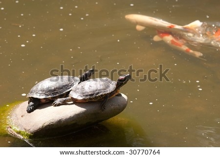 Red-Eared Slider (Trachemys scripta elegans), known commonly in the UK as the Red-Eared Terrapin, is a semi-aquatic turtle belonging to the family Emydidae.
