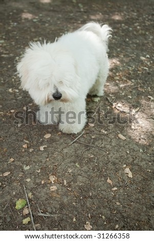 Coton de Tul?ar is a small breed of dog. It is named after the city of Tulear in Madagascar, and for its cottony textured coat