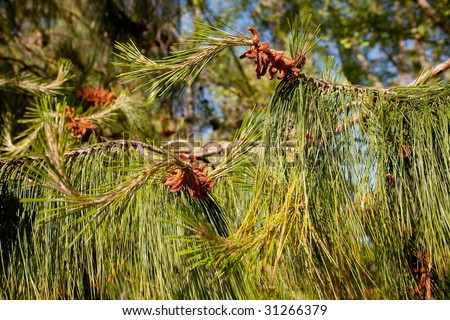 Eastern White Pine (Pinus strobus) is a large pine native to eastern North America, occurring from Newfoundland west to Minnesota and southeastern Manitoba