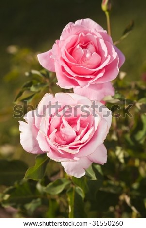 Rose is a perennial flower shrub or vine of the genus Rosa, within the family Rosaceae.
