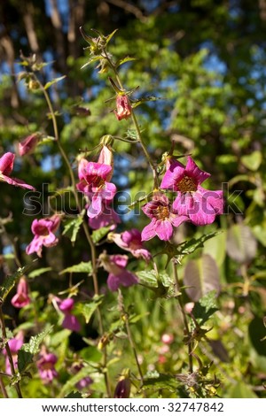 Digitalis purpurea (Common Foxglove, Purple Foxglove or Lady\'s Glove), is a flowering plant in the family Plantaginaceae