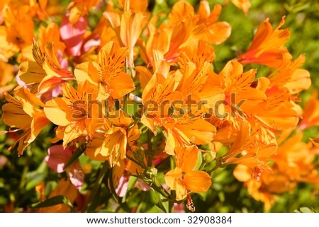 Alstroemeria commonly called the Peruvian Lily or Lily of the Incas, is a South American genus of about 50 species of flowering plants.