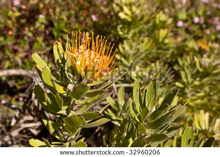 Red Pincushion Protea (Leucospermum cordifolium) belongs to the protea family and is indigenous to South Africa.