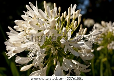 Agapanthus the \