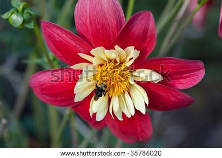 Dahlia is a genus of bushy, tuberous, perennial plants native to Mexico, Central America, and Colombia.