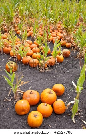 The carving of pumpkins is associated with Halloween in North America where pumpkins are both readily available and much larger- making them easier to carve than turnips.