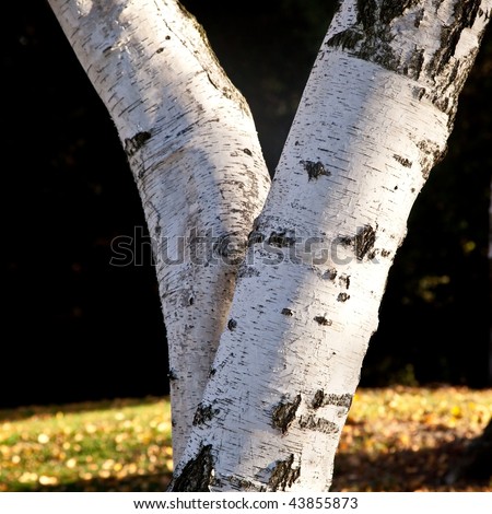 Birch is the name of any tree of the genus Betula in the family Betulaceae, closely related to the beech/oak family, Fagaceae.